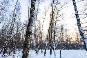birch trees in snow-covered urban park at winter photo