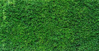 Small green leaves in hedge wall texture background. Closeup green hedge plant in garden. Eco evergreen hedge wall. Natural backdrop. Beauty in nature. Green leaves with natural pattern wallpaper. photo