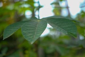 Close up of cassava leaves. flat lay. Macro. Close range photo