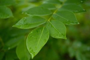 primer plano de las gotas de lluvia en la superficie de las plantas silvestres de gamal o nombre latino gliricidia sepium hojas foto