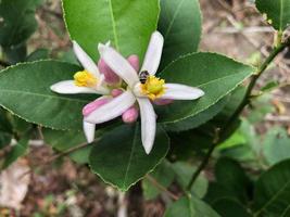 flor de naranjo fresca, flor de cítricos foto