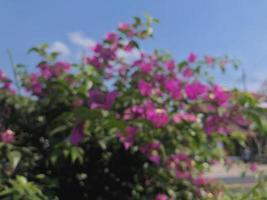 Defocused abstract background of flowers photo