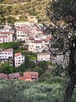 Olive grove panorama of the village of Ligure with olive tree in the foreground, travel reportage photo