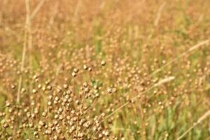 Buckwheat field in the countryside during the day. Buckwheat ears in autumn during harvesting. photo