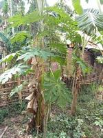 un árbol de plátano crece junto a un árbol de papaya foto