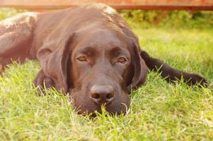 perro labrador retriever. una mascota está tirada en la hierba. foto