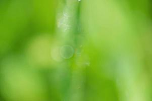 Blurred focus defocus light. Abstract background of natural green color. photo