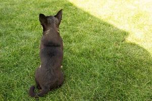 A black chihuahua dog sits with its back to the camera. Mini dog on the grass. photo