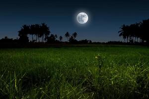 Moonlight night over green field. photo