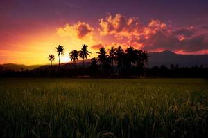 paisaje dorado del atardecer en el campo de arroz foto