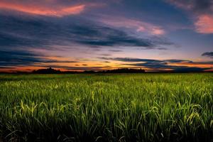 Dusk in agricultural field photo
