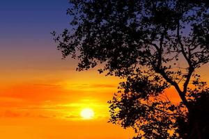 Tree silhouette on sunset sky photo