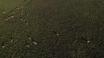aereo Visualizza di mucche pascolo nel un' campo su un' soleggiato giorno video
