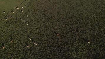 Aerial view of cows grazing in a field on a sunny day video