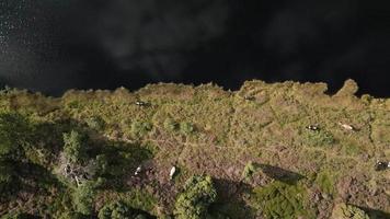 aereo Visualizza di mucche pascolo nel un' campo su un' soleggiato giorno video