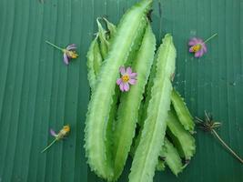 Winged bean or Psophocarpus tetragonolobus, also known as Goga Bean, is a tropical legume photo
