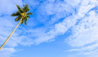 Palm trees and blue sky photo