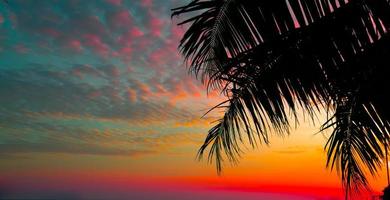 palm tree on sunset of beautiful a tropical beach on pink sky background as summer photo