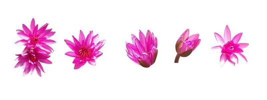 Lotus flower isolated on white background photo