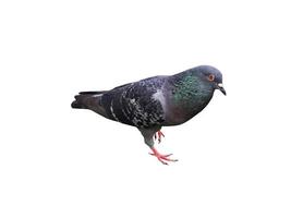 full body pigeon isolated on white background photo