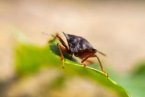 Macro image of isolated Brown marmorated stink bug. photo