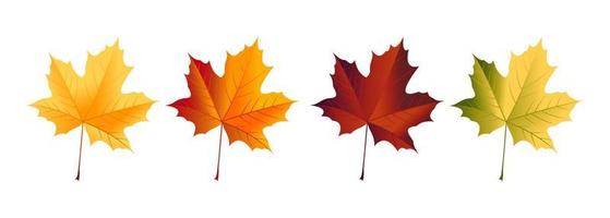 Maple leaf in red, yellow, and green colors isolated on white background. Vector design illustration