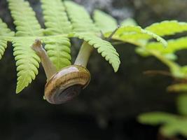 Garden snail or asian trampsnail on fern leaf in the morning, extreme close up, selected focus photo