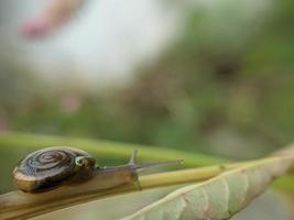 Snail on flower twig in the morning, macro photography, extreme close up photo