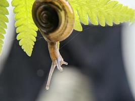 Garden snail or asian trampsnail on fern leaf in the morning, extreme close up, selected focus