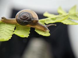 caracol de jardín o caracol asiático en hoja de helecho por la mañana, primer plano extremo, enfoque seleccionado foto