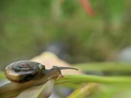 Garden snail or asian trampsnail on fern leaf in the morning, extreme close up, selected focus photo