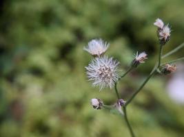 Dandelion seed, macro photography, extreme close up photo
