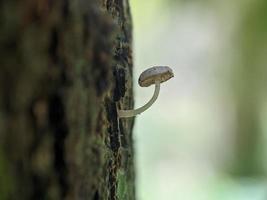 Unique view of a luminous white mushroom growing on a tree trunk photo