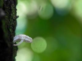 Unique view of a luminous white mushroom growing on a tree trunk photo