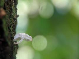 Unique view of a luminous white mushroom growing on a tree trunk photo