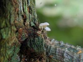 Unique view of a luminous white mushroom growing on a tree trunk photo