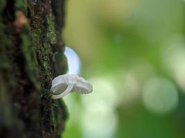 Unique view of a luminous white mushroom growing on a tree trunk photo