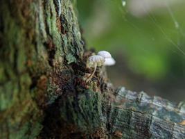 Unique view of a luminous white mushroom growing on a tree trunk photo