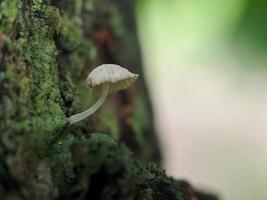 vista única de un hongo blanco luminoso que crece en un tronco de árbol foto