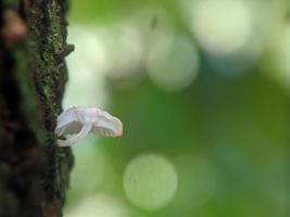 Unique view of a luminous white mushroom growing on a tree trunk photo