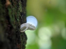 Unique view of a luminous white mushroom growing on a tree trunk photo