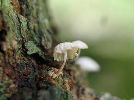 Unique view of a luminous white mushroom growing on a tree trunk photo