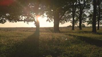 Sun shines through group of tress in a field video