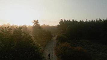 vista aérea de una persona caminando por un camino rural bordeado de árboles video