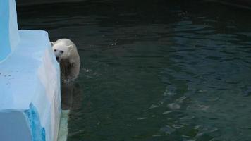 Polar female bear with two cubs playing in water video