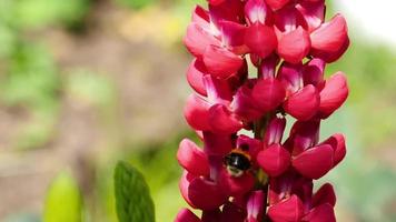 Bumblebee collecting nectar and pollen from the flowers of red lupine. video