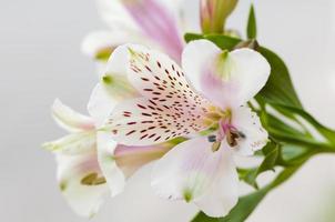 A selective focus shot of white alstroemeria photo