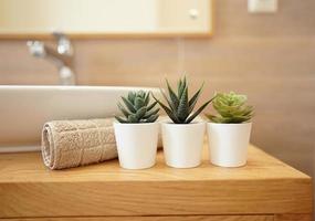 Green succulent plants standing in a modern bathroom as a decoration of the interior photo