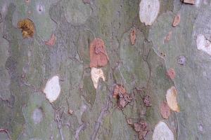 Texture of the plane tree bark, old platan tree crust, sycamore tree, closeup, wood, pattern, natural camouflage material, organic textured surface. photo