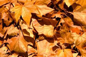 hojas de arce otoñales en el suelo, fondo, follaje dorado en el suelo en otoño, follaje amarillo cálido y seco, exterior, verano indio. foto